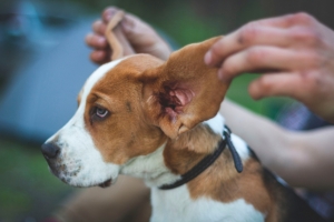 Pet Ear Disease: Recognition, Treatment, & Management Guide Pet Ear Disease: Recognition, Treatment, & Management Guide