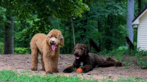 Why You Should Bring Home A Mini Australian Labradoodle